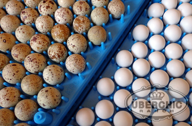 Hundreds of quail eggs are on an incubation tray.